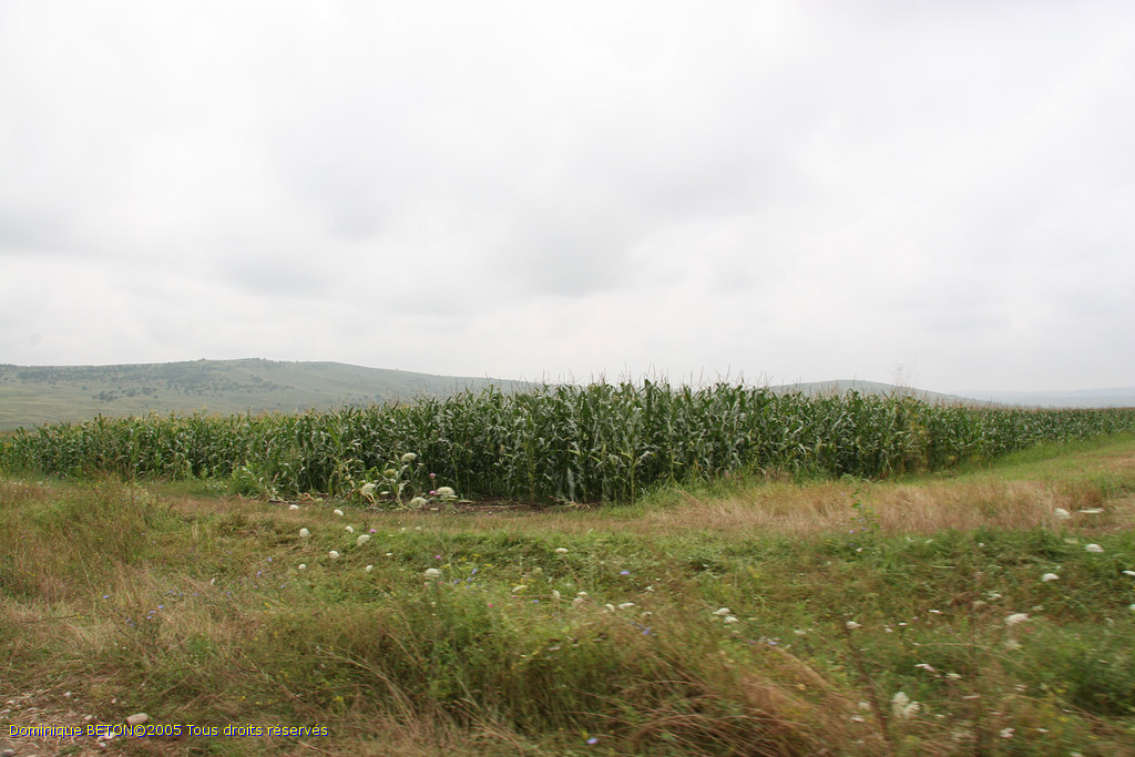 ROU_050806-113458