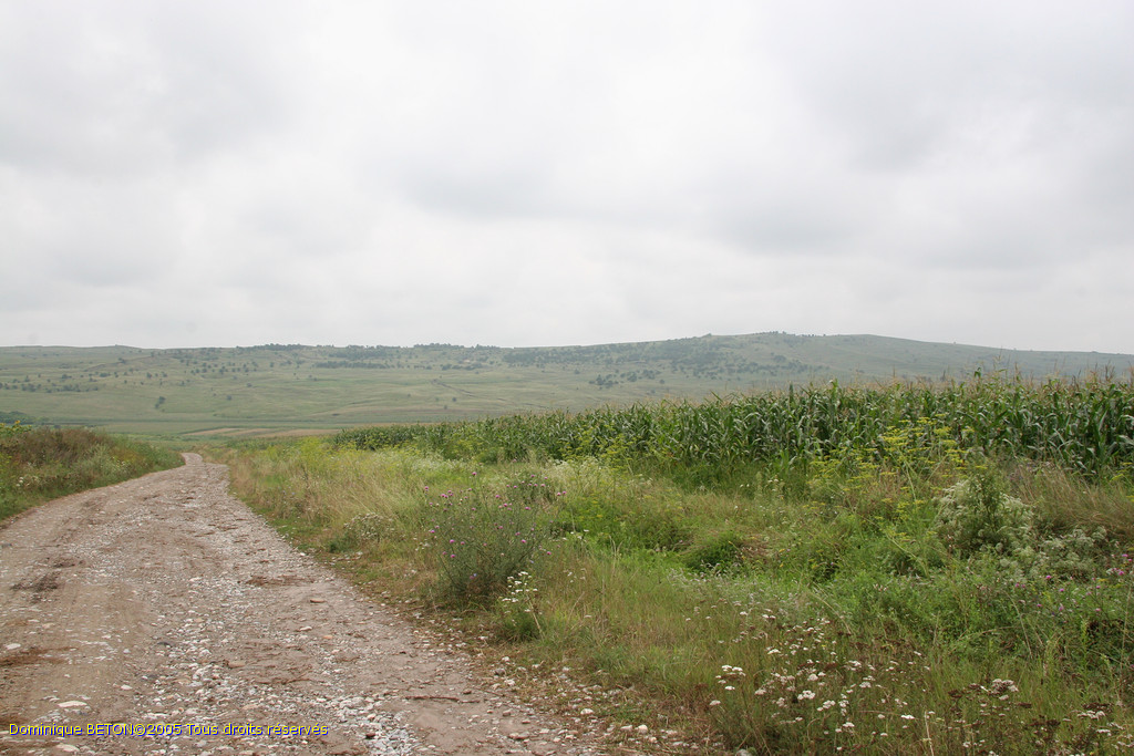 ROU_050806-113520