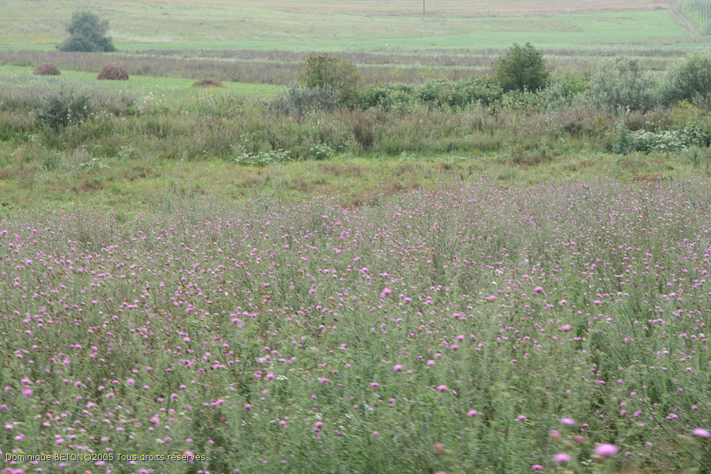 ROU_050806-115658