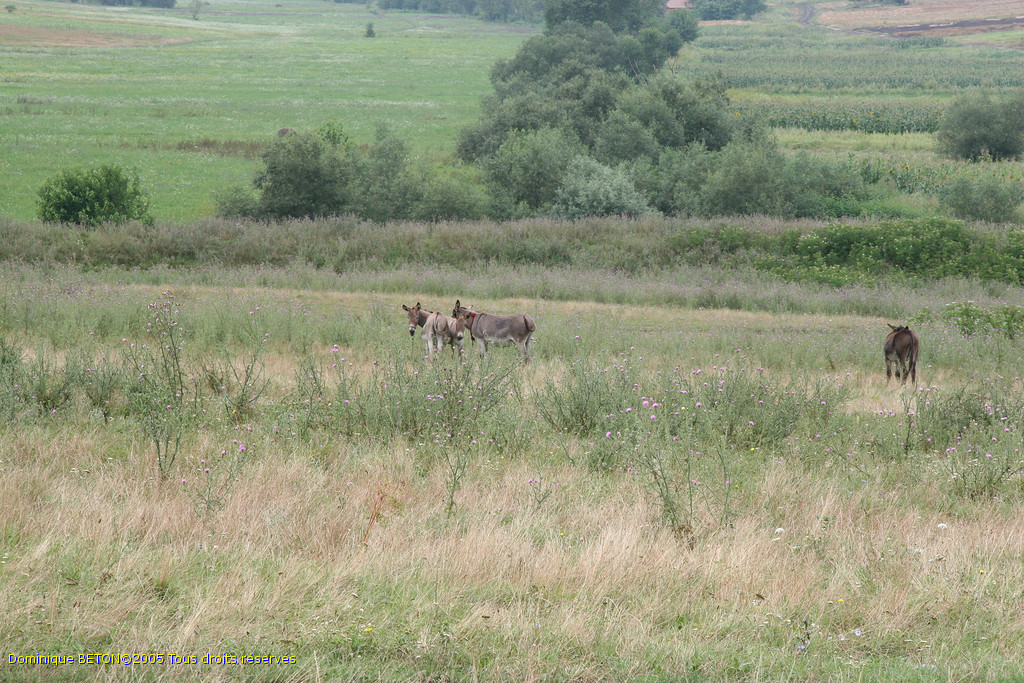 ROU_050806-121132