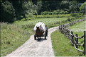 ROU_050809-145910