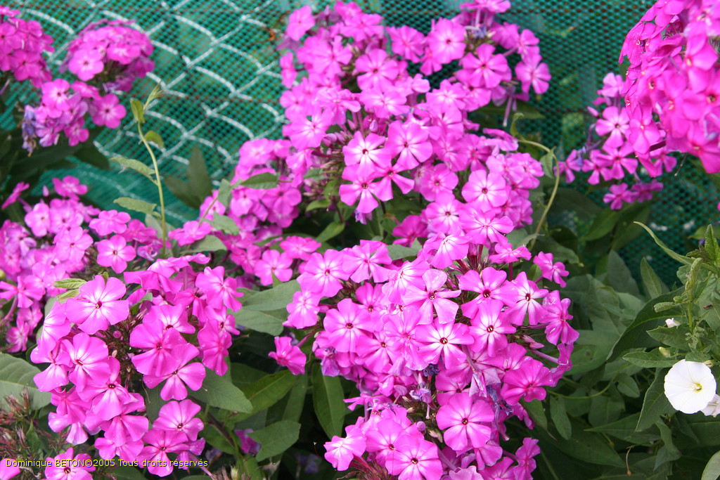 ROU_050811-142804