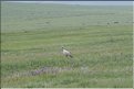 MNG_060731_043