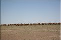 MNG_060802_346