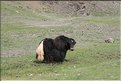 MNG_060803_419