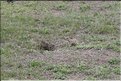 MNG_060803_437b