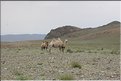 MNG_060808_889
