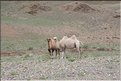 MNG_060808_891