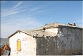 MNG_060809_963