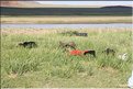 MNG_060809_1036