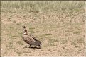 MNG_060811_1176