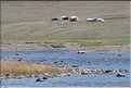 MNG_060812_1295