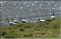 MNG_060812_1309b
