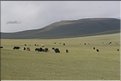 MNG_060812_1372