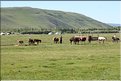 MNG_060815_1589