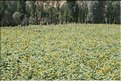 TR2007_0120