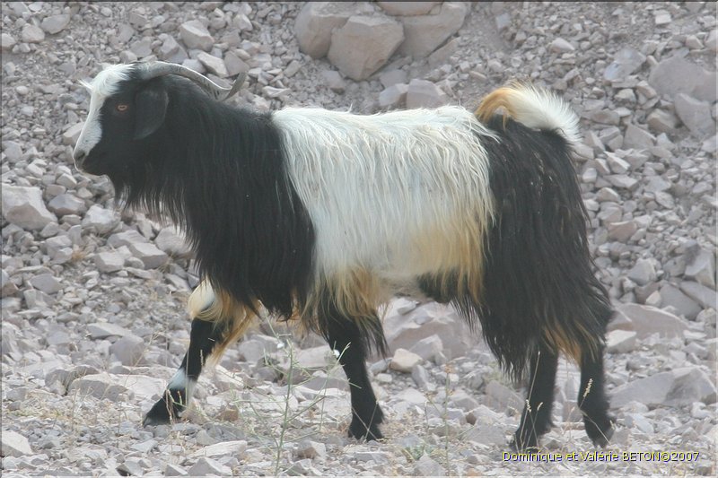 TR2007_0281b