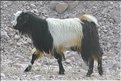TR2007_0281b