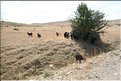 TR2007_0282