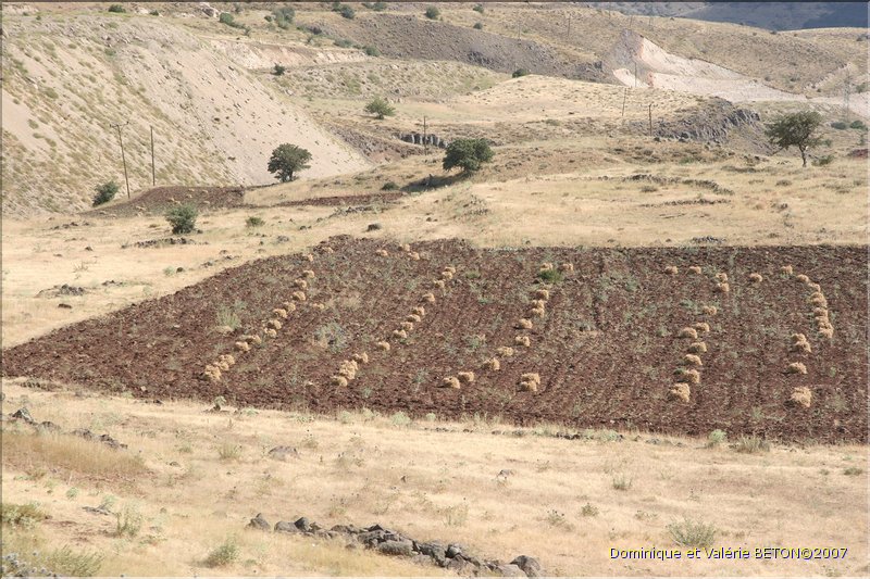 TR2007_0311