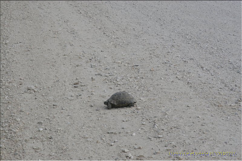TR2007_0320