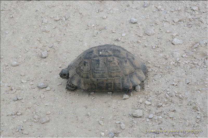 TR2007_0321