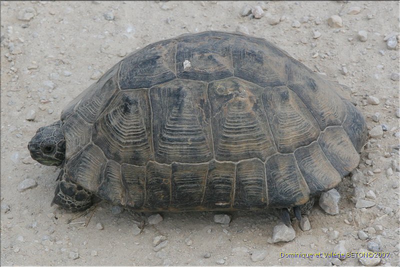 TR2007_0321b