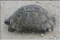 TR2007_0321b