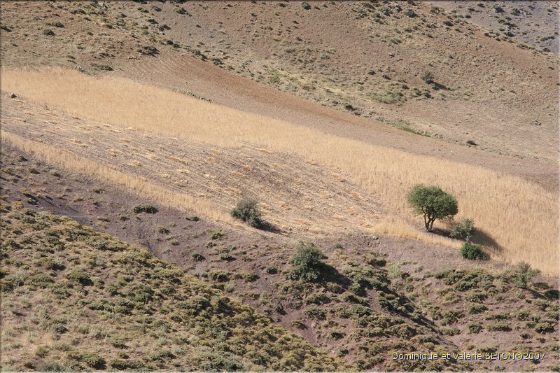 TR2007_0353