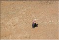 TR2007_0354