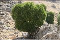 TR2007_0370b