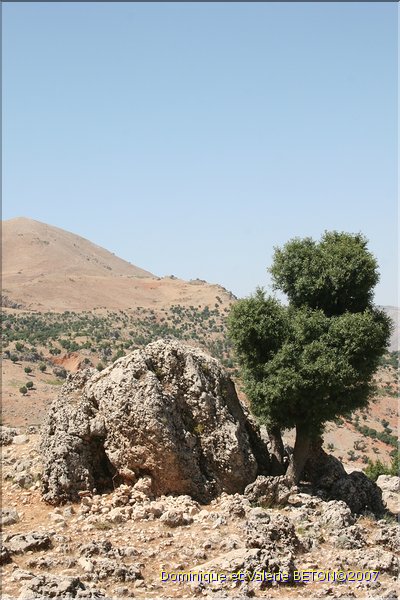 TR2007_0371b