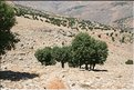 TR2007_0375