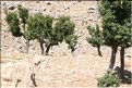 TR2007_0376