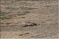 TR2007_0394