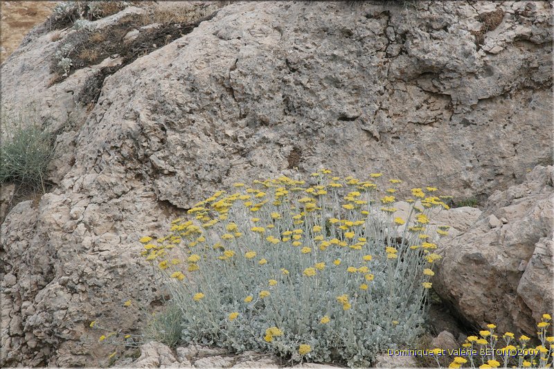 TR2007_0395