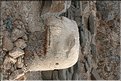 TR2007_0398