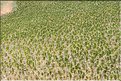 TR2007_0534