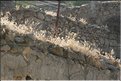 TR2007_1009
