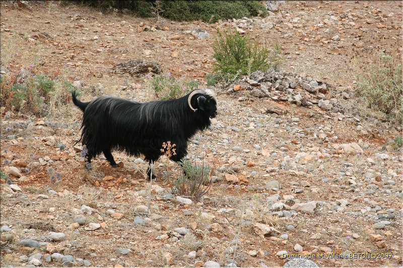 TR2007_1112