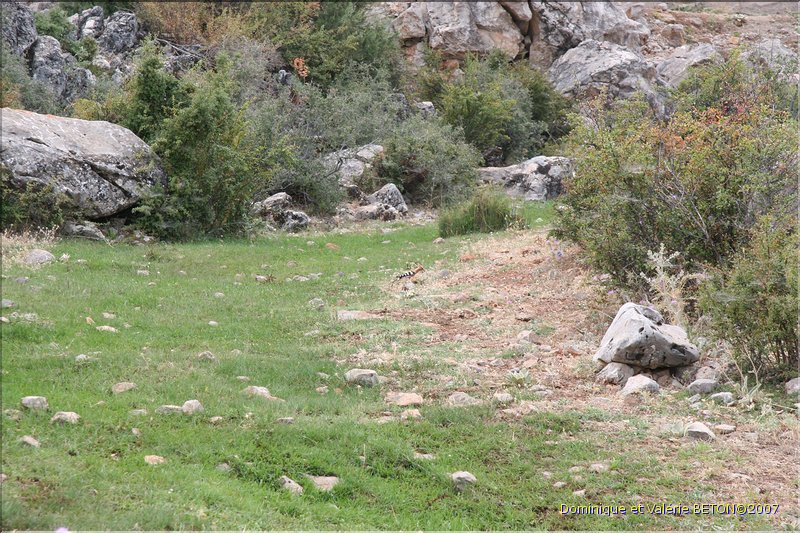 TR2007_1114