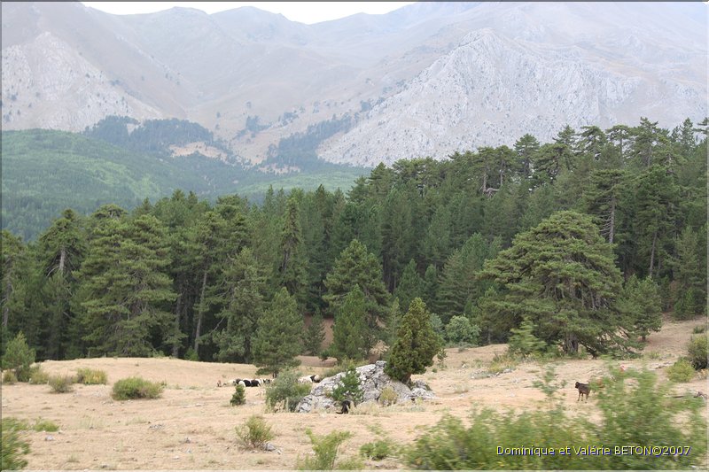 TR2007_1128