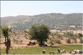 TR2007_1194