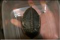SMA_20080810_116