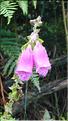 SCO_CT_090804_0095