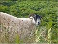 SCO_CT_090806_0484